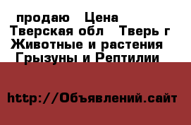 продаю › Цена ­ 5 000 - Тверская обл., Тверь г. Животные и растения » Грызуны и Рептилии   